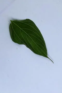 Small Green Leaf Isolated on White Background Minimal Natural Concept Stock Photos