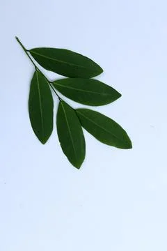 Small Green Leaf Isolated on White Background Minimal Natural Concept Stock Photos