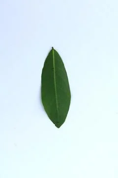 Small Green Leaf Isolated on White Background Minimal Natural Concept Stock Photos