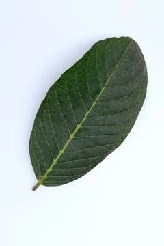 Small Green Leaf Isolated on White Background Minimal Natural Concept Stock Photos
