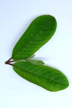 Small Green Leaf Isolated on White Background Minimal Natural Concept Stock Photos