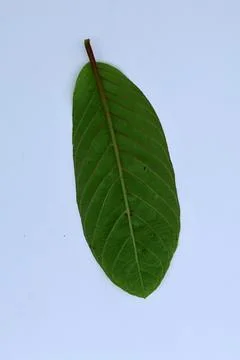 Small Green Leaf Isolated on White Background Minimal Natural Concept Stock Photos