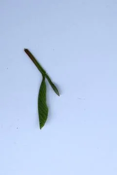 Small Green Leaf Isolated on White Background Minimal Natural Concept Stock Photos