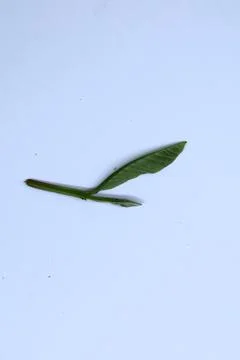 Small Green Leaf Isolated on White Background Minimal Natural Concept Stock Photos