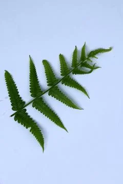 Small Green Leaf Isolated on White Background Minimal Natural Concept Stock Photos