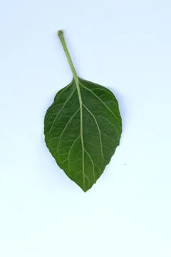 Small Green Leaf Isolated on White Background Minimal Natural Concept Stock Photos