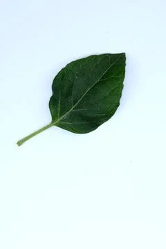 Small Green Leaf Isolated on White Background Minimal Natural Concept Stock Photos