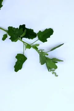 Small Green Leaf Isolated on White Background Minimal Natural Concept Stock Photos