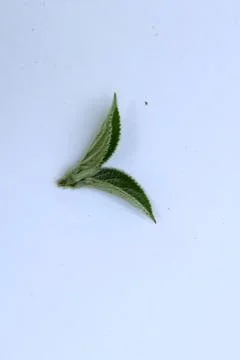 Small Green Leaf Isolated on White Background Minimal Natural Concept Stock Photos