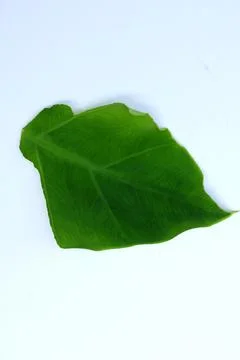 Small Green Leaf Isolated on White Background Minimal Natural Concept Stock Photos