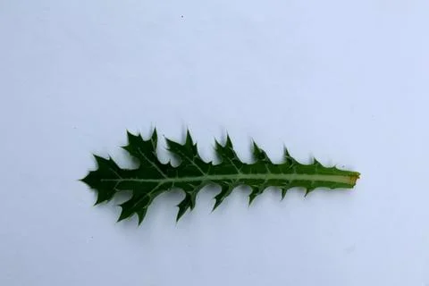 Small Green Leaf Isolated on White Background Minimal Natural Concept Stock Photos