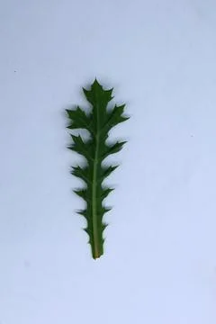 Small Green Leaf Isolated on White Background Minimal Natural Concept Stock Photos