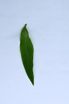 Small Green Leaf Isolated on White Background Minimal Natural Concept Stock Photos