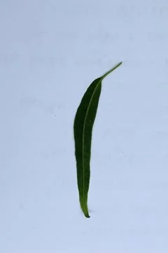 Small Green Leaf Isolated on White Background Minimal Natural Concept Stock Photos