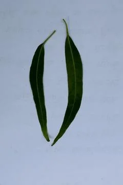 Small Green Leaf Isolated on White Background Minimal Natural Concept Stock Photos