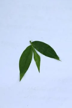 Small Green Leaf Isolated on White Background Minimal Natural Concept Stock Photos