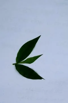 Small Green Leaf Isolated on White Background Minimal Natural Concept Fotos Stock