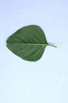 Small Green Leaf Isolated on White Background Minimal Natural Concept Stock Photos