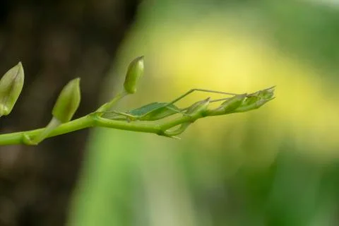 Small Green Leaf Katydid or Green grasshopper. Stock Photos