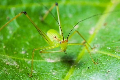 Small green leaf katydid Stock Photos