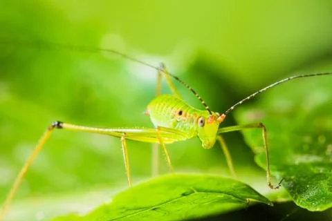 Small green leaf katydid Stock Photos