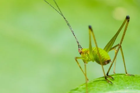 Small green leaf katydid Stock Photos