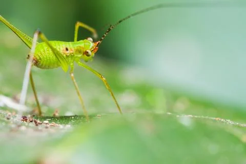 Small green leaf katydid Stock Photos