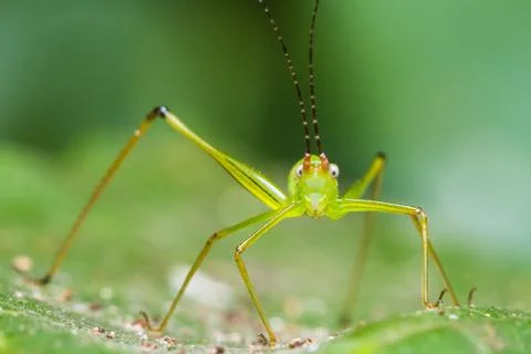 Small green leaf katydid Stock Photos