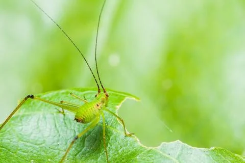 Small green leaf katydid Stock Photos