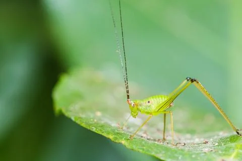 Small green leaf katydid Stock Photos