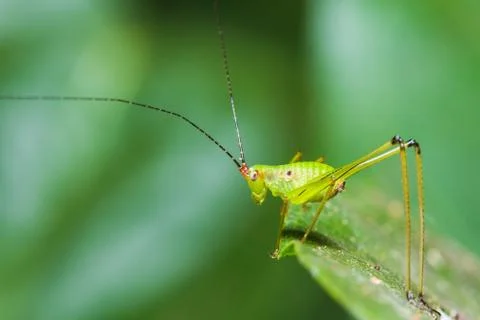 Small green leaf katydid Stock Photos