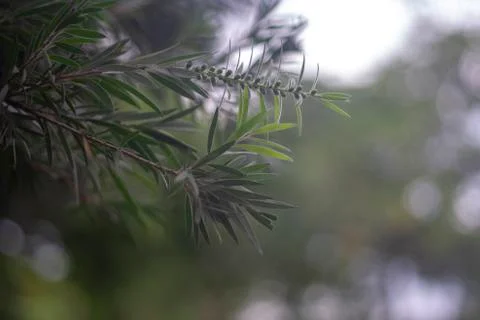 Small green leaf Stock Photos