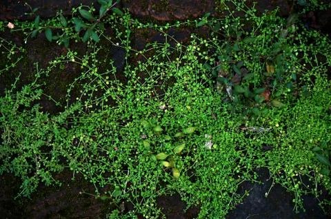 Small green leaf plants. Stock Photos