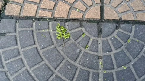 Small green leaf resting upon patterned grey and brown cobblestones Stock Footage 347732100