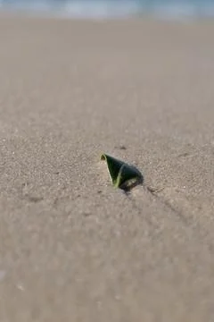 A small green leaf on a sandy beach. Fotos de archivo