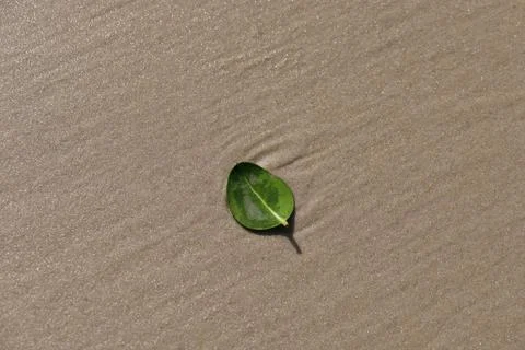 A small green leaf on a sandy beach. Stock-Fotos