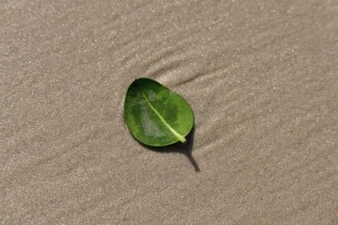 A small green leaf on a sandy beach. Foto stock