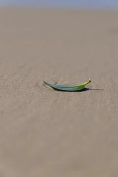 A small green leaf on a sandy beach. Foto stock