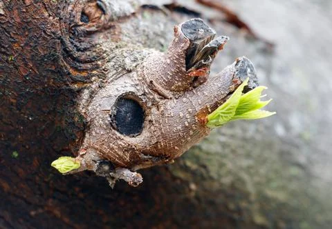 A small green leaf sprouts from a branch Stock Photos