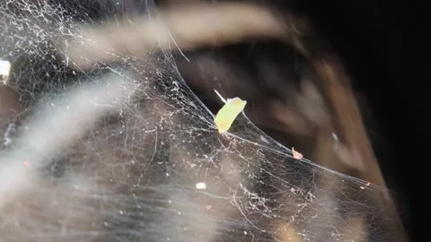 Small green leaf trapped in thick white spider web outdoors Stock Footage 347920738