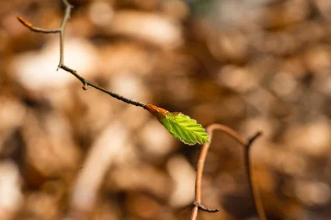 A small green leaf when emerging in bloom in close-up Stock Photos