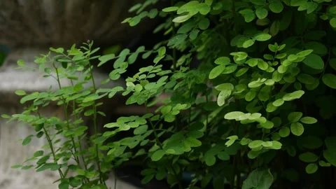 Small Green Leaflets on Bushy Shrub Branch Stock Footage 340186415