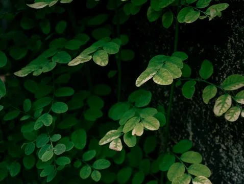 Small Green Leaflets on Bushy Shrub Branch, Fresh Tropical Garden Foliage C.. Stock-Fotos