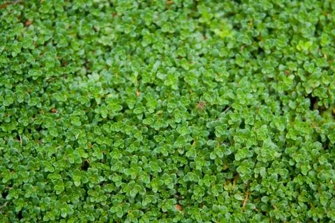 Small green leafs Stock Photos