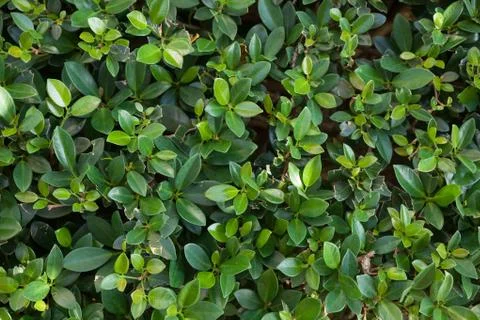 Small green leaves background. Tiny green leaf background Stock Photos