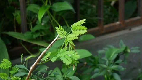 Small green leaves blowing in the wind Stock Footage 156007822