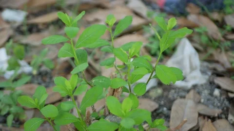 Small green leaves blowing in the wind Stock Footage 156007884