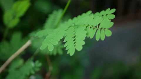 Small green leaves blowing in the wind Stock Footage 156007894