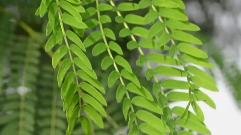Small green leaves blowing in the wind on tree branches Stock Footage 256279369