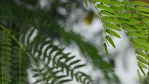 Small green leaves blowing in the wind on tree branches Stock Footage 256279425